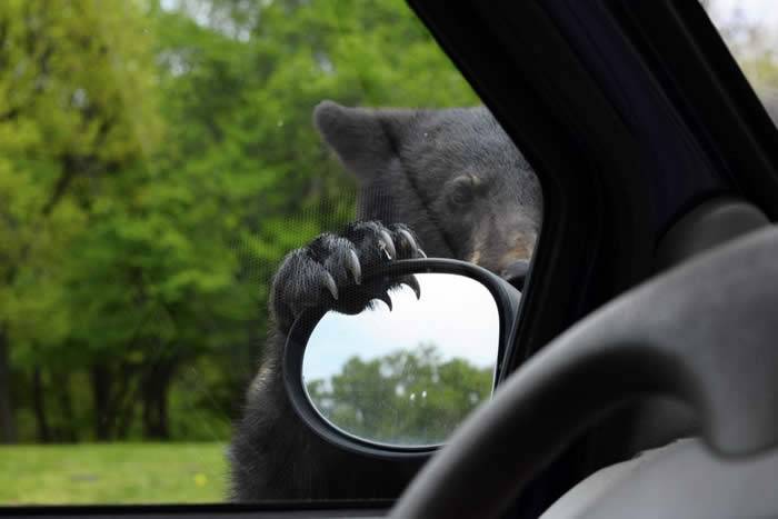 美国田纳西州男子发现黑熊竟开门想上他的车用训斥小孩口吻喝退