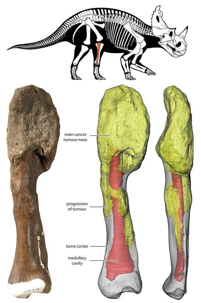 《柳叶刀·肿瘤学》：首次在有角恐龙化石中发现恶性肿瘤——骨肉瘤