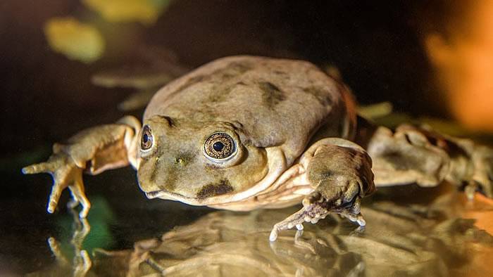 “阴囊蛙”！秘鲁巨蛙严重濒临灭绝只生活在玻利维亚和秘鲁边界的的喀喀湖中