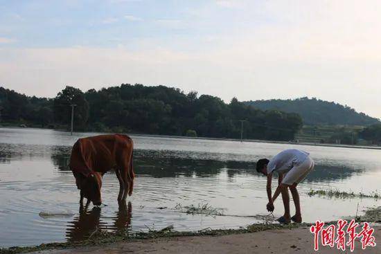 目前，围困村庄的洪水还未消退，村里娃在水边放牛。中青报·中青网记者耿学清/摄