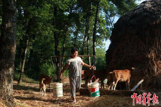 谭买喜走后，65岁的老伴刘兰花在挑水喂牛。中青报·中青网记者耿学清/摄