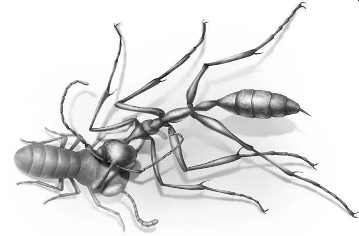 9900万年前白垩纪琥珀中的“地狱蚂蚁”Ceratomyrmex ellenbergeri