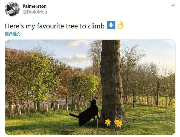 英国外交部首席捕鼠官Palmerston卸任退休