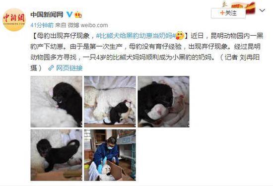 昆明动物园一母豹出现弃仔现象比熊犬给幼崽当奶妈