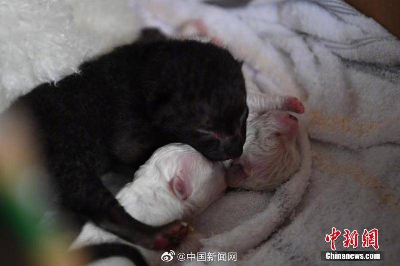 昆明动物园一母豹出现弃仔现象比熊犬给幼崽当奶妈