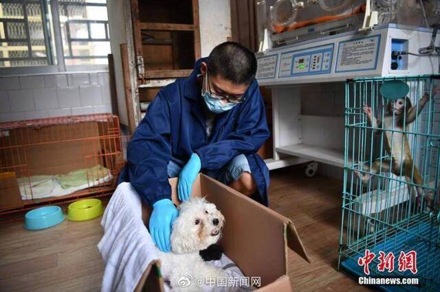 昆明动物园一母豹出现弃仔现象比熊犬给幼崽当奶妈