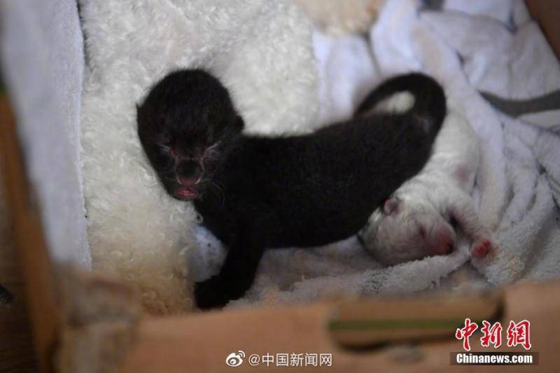 昆明动物园一母豹出现弃仔现象比熊犬给幼崽当奶妈