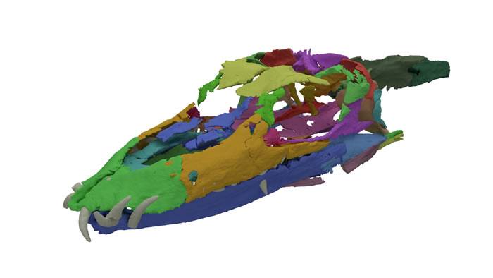 古生物学家重组2.42亿年前长颈龙头骨3D构造图确认其曾生活在海洋中