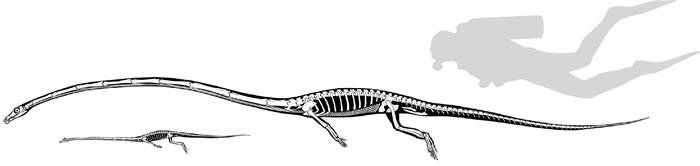 古生物学家重组2.42亿年前长颈龙头骨3D构造图确认其曾生活在海洋中