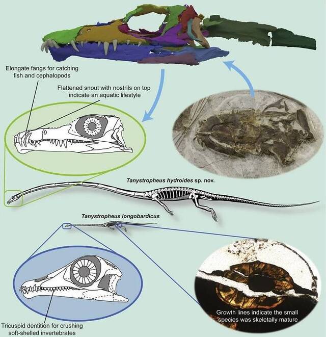 2.42亿年前令人难以置信的长脖子“古蜥蜴”Tanystropheus hydroides