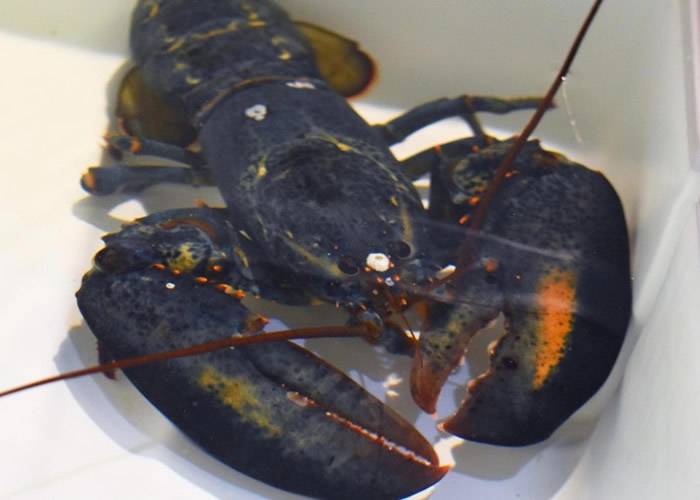 美国俄亥俄州一间餐厅发现稀有蓝色龙虾送往阿克伦市动物园保育