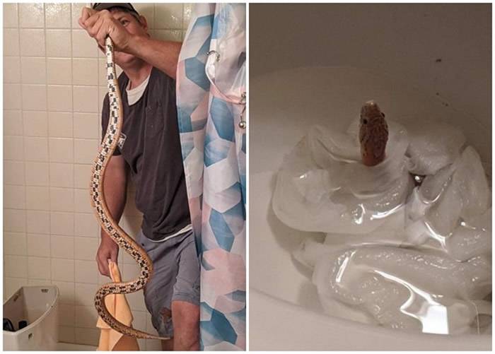 美国科罗拉多州女子发现座厕水箱失灵揭开惊见逾1米长玉米蛇
