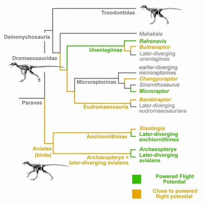 鸟类近亲大部分具有接近进化出飞行动力的潜能但只有少数能冲破门槛