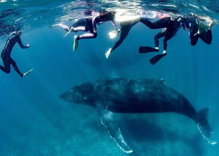 澳洲西澳省浮潜罕见意外女游客遭座头鲸尾巴击中重伤