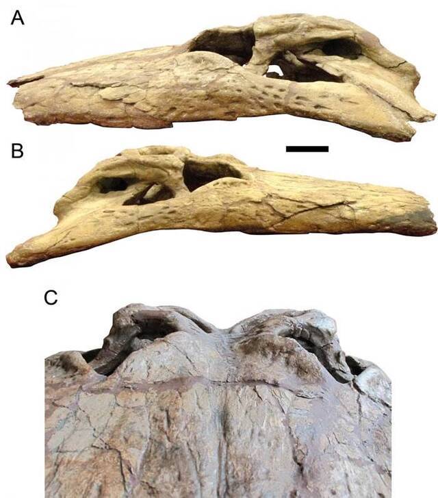 7500万年到8200万年前“恐怖的鳄鱼”Deinosuchus有着香蕉大小的牙齿