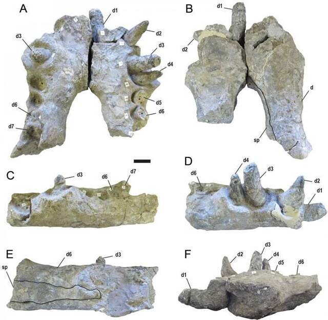 7500万年到8200万年前“恐怖的鳄鱼”Deinosuchus有着香蕉大小的牙齿