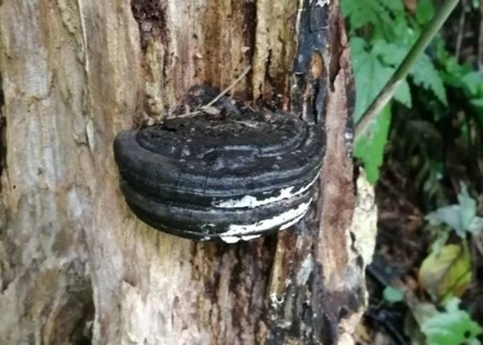 日本网友拍到树木表皮惊现夹心曲奇原来是真菌“木蹄层孔菌”