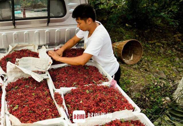 外地商人收购新鲜花椒