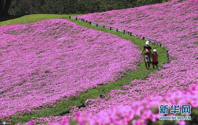 当地时间8月11日，日本千叶县，农场中的牵牛花盛放，艳丽多姿如同巨大的粉红地毯，美得令人心动。（图片来源：东方IC）