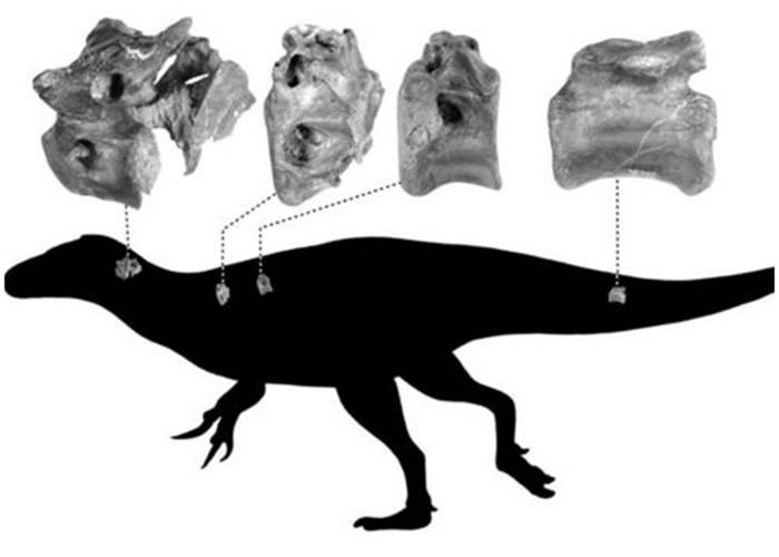 英国怀特岛出土与暴龙同属兽脚亚目恐龙的新物种Vectaerovenator inopinatus