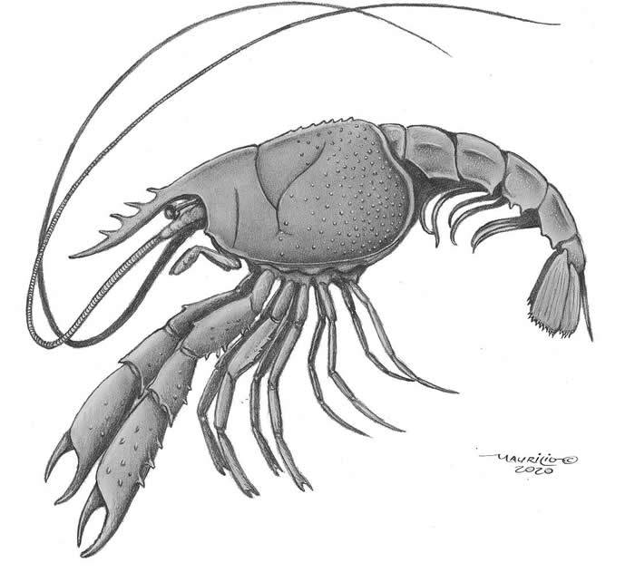 巴西古生物学家在南极发现新型淡水小龙虾化石生活在距今7500万年前