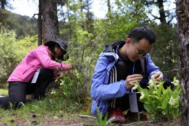 为保护兰花资源，科技工作者在给黄花杓兰进行异花授粉江宏景摄