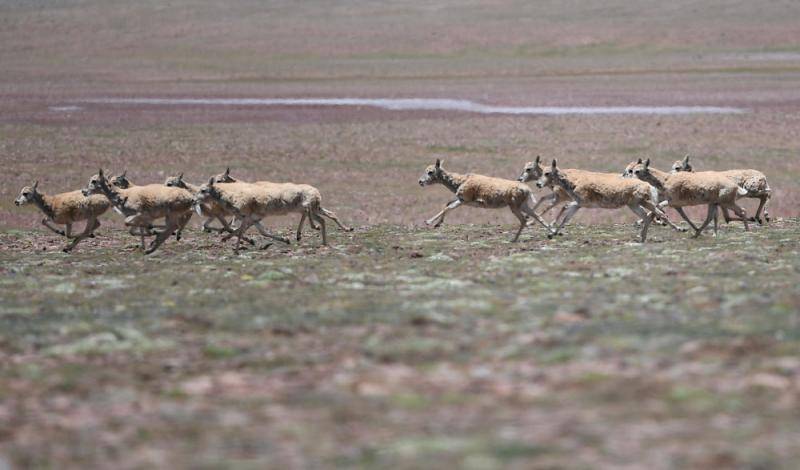 可可西里：多方守护藏羚羊安全回迁