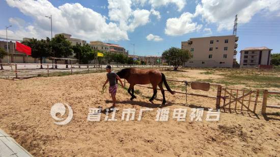 福建两匹下海救人离世骏马被追授“勇为功勋马”称号