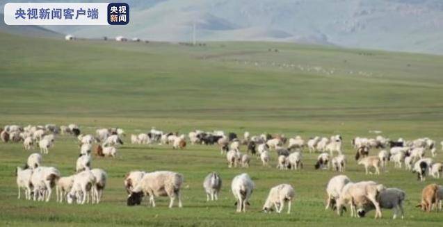 3万只羊已安排！“鲜活”国礼背后还有这些故事
