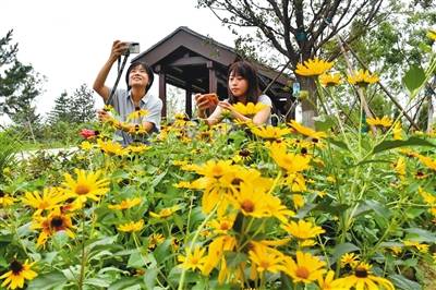 昨日，城市绿心森林公园，二十四节气林窗中“小满”景点。新京报记者吴宁摄