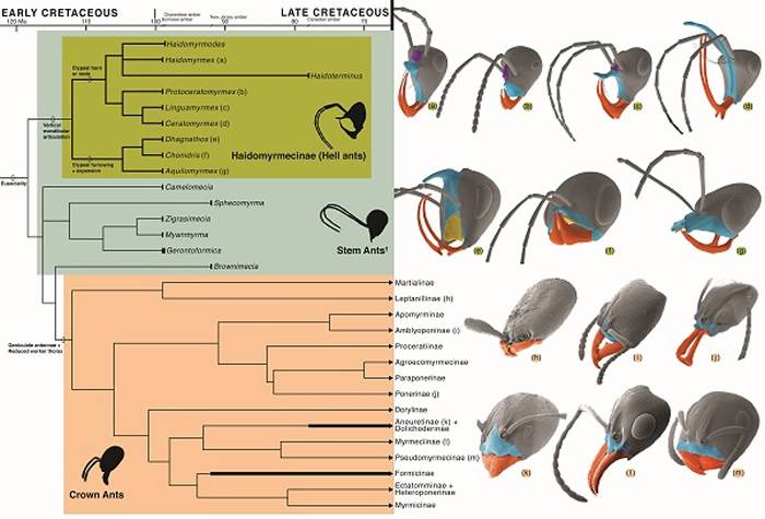 蚂蚁的系统发育关系