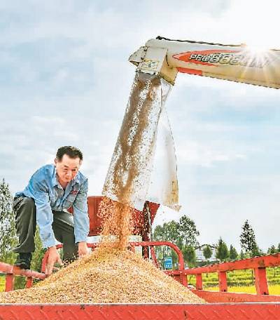 日前，四川省广安市广安区种植的30余万亩水稻开始成熟，乡村田园呈现出一派抢收水稻的繁忙景象。图为农民在装运刚收割的水稻。