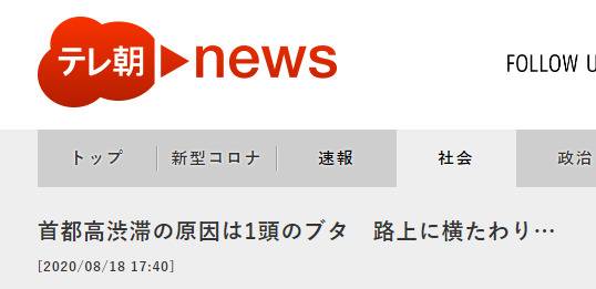 ANN：东京高速拥堵原因是一头猪躺在路中间