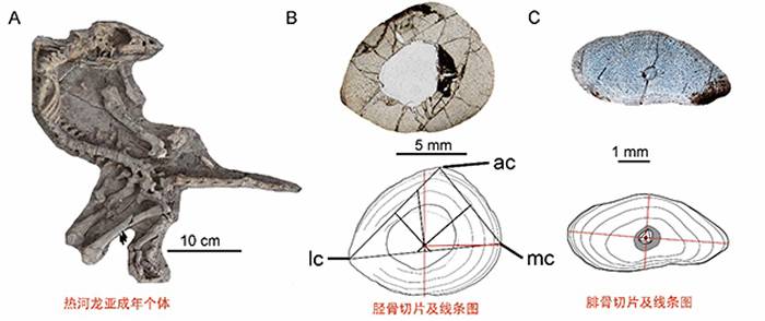 上园热河龙一完整个体及胫、腓骨骨组织切片