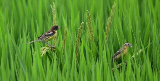 河南洛阳孟津黄河湿地发现80余只“极危”物种禾花雀