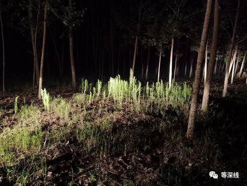 埋葬李成宾的小树林《等深线》记者苑苏文摄