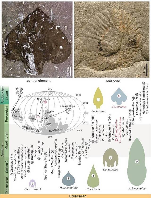 线纹心虾Cordaticaris striatus头壳、口器标本和赫德虾类的时空分布图