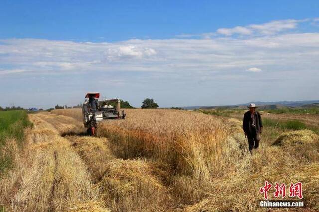 资料图：甘肃省平凉市崆峒区多地小麦种植区。万小莲摄