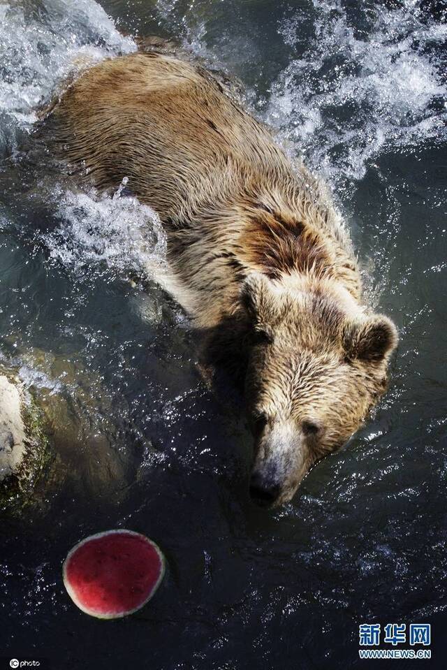 当地时间8月，意大利罗马，动物园里的棕熊吃冰水果消暑。（图片来源：东方IC）