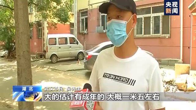 罕见！仅剩一千多头的长江江豚在武汉成群“露脸”