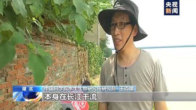 罕见！仅剩一千多头的长江江豚在武汉成群“露脸”