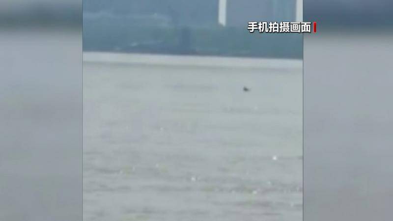罕见！仅剩一千多头的长江江豚在武汉成群“露脸”