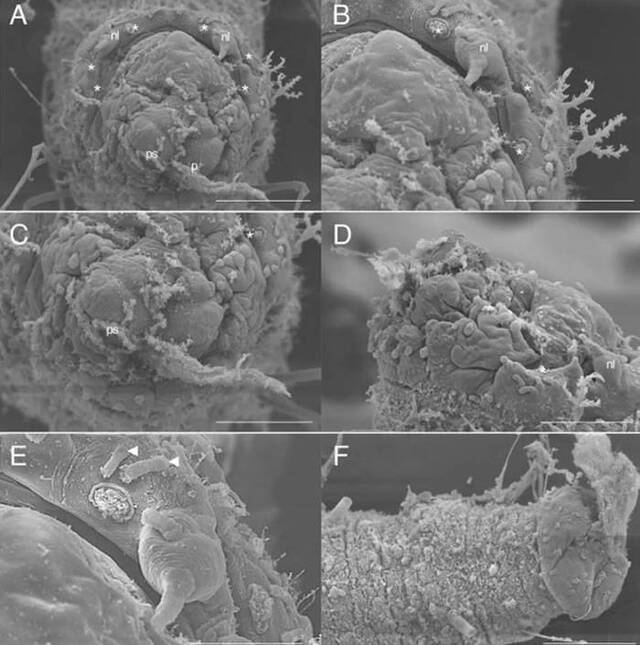 日本科学家在南冰洋南奥克尼群岛海底发现新海洋蠕虫——Flabelligena Gillet 2001