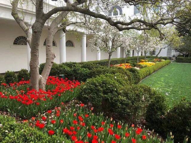辛苦一月翻新了白宫玫瑰园特朗普一家却被骂上热搜