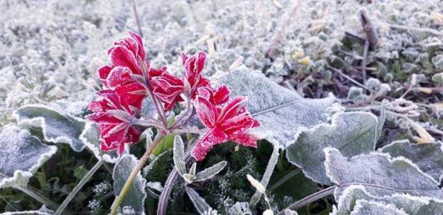 寒流加持冷空气巴西多地出现几十年未遇雨雪天气