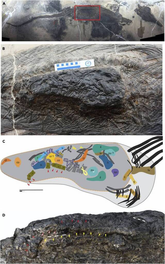 化石胃部发现的最大猎物：5米长海洋爬行动物鱼龙胃里发现4米长海龙尸体