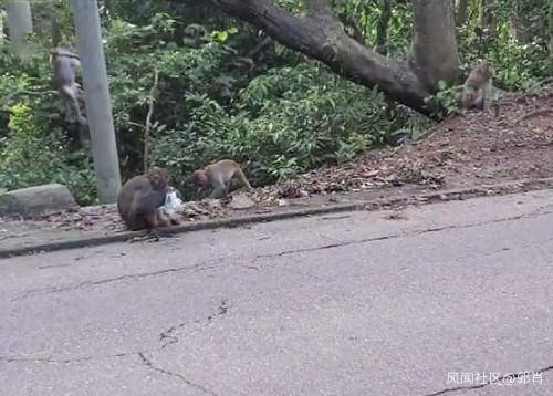 观察者网:香港禁止堂食后 街道垃圾太多老鼠频繁出没