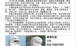 一对唐建陵石狮十年前被盗 陕西礼泉公安悬赏百万征线索