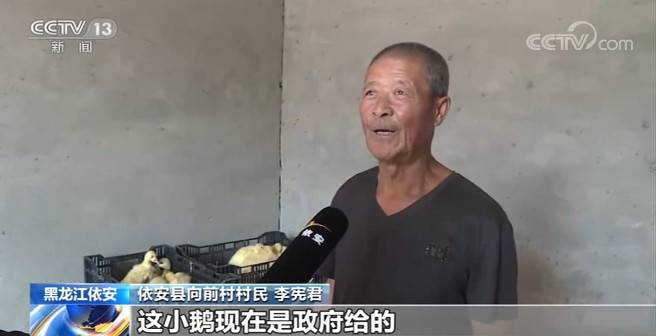 黑龙江依安：构建大鹅产业扶贫模式 助贫困户脱贫