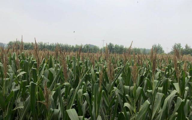 北京人口味变了：大田玉米逐年减少 鲜食玉米每年多两三千亩